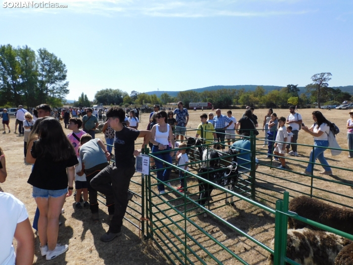 Feria Ganadera de Vinuesa.