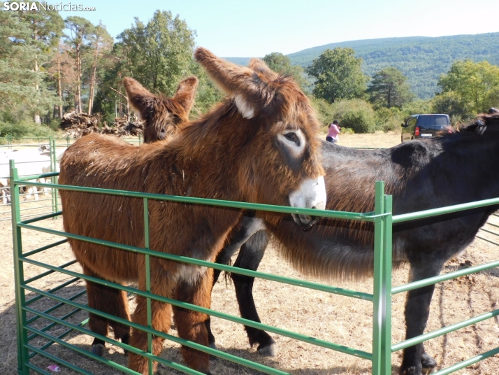 Feria Ganadera de Vinuesa.