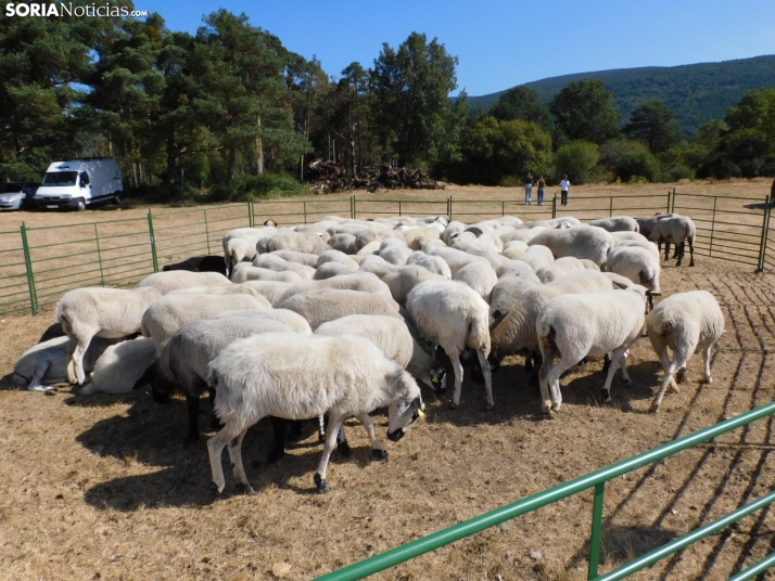 Feria Ganadera de Vinuesa.