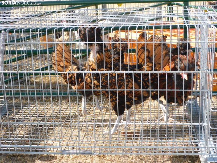 Feria Ganadera de Vinuesa.