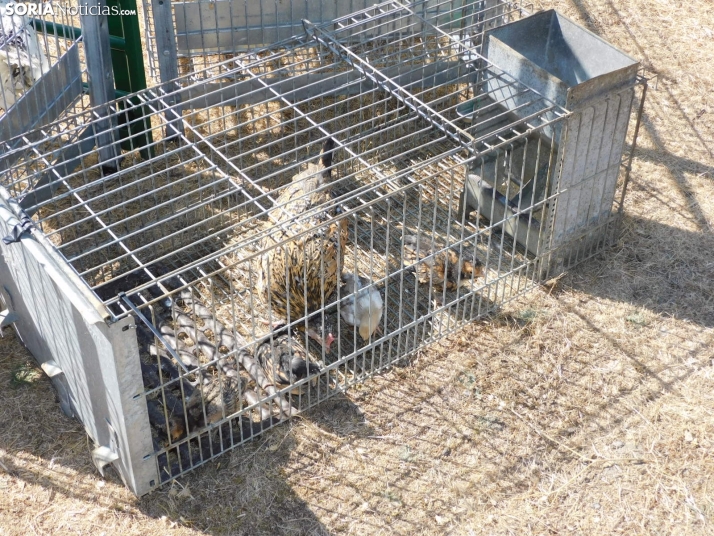 Feria Ganadera de Vinuesa.