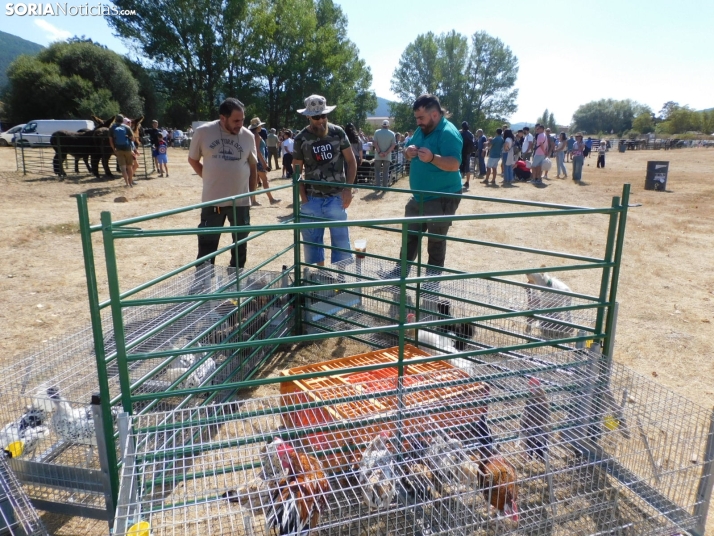 Feria Ganadera de Vinuesa.