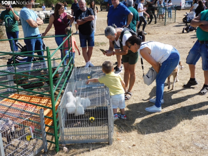 Feria Ganadera de Vinuesa.