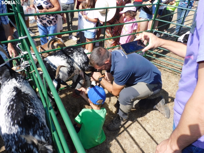 Feria Ganadera de Vinuesa.