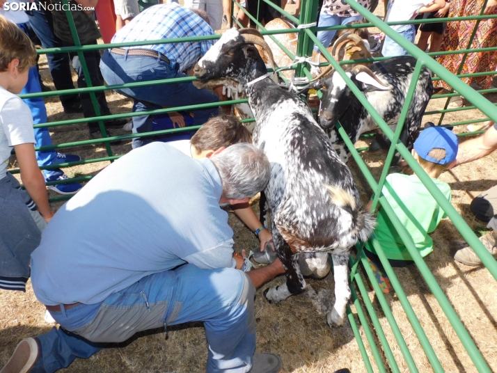 Feria Ganadera de Vinuesa.