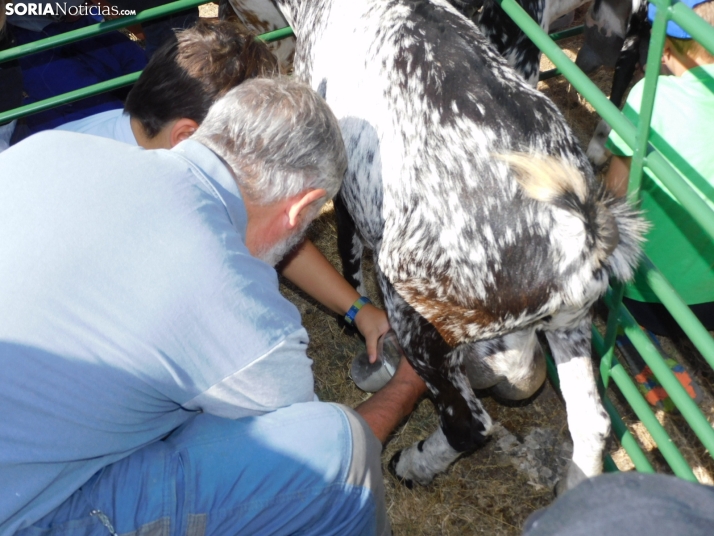 Feria Ganadera de Vinuesa.