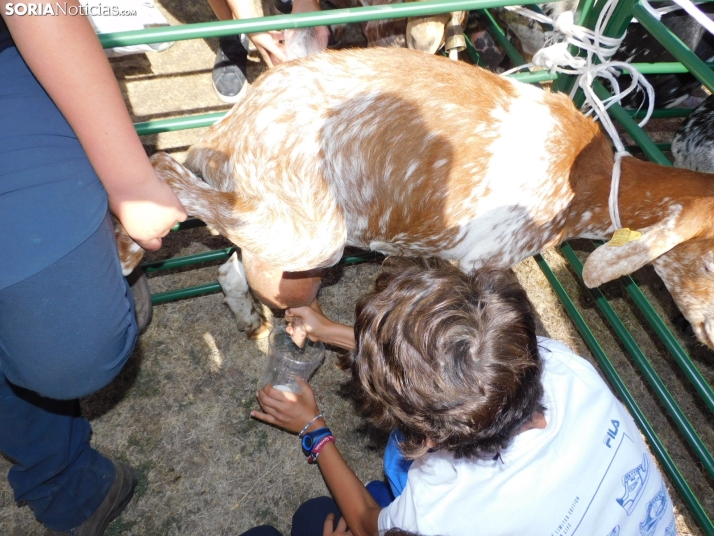 Feria Ganadera de Vinuesa.