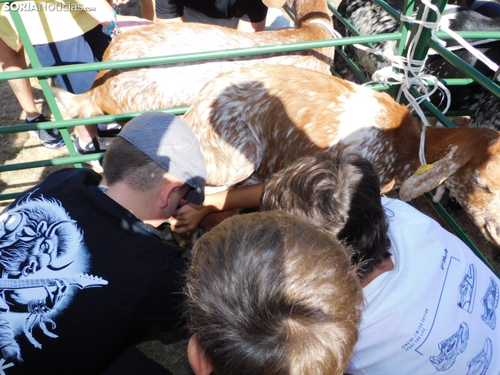 Feria Ganadera de Vinuesa.