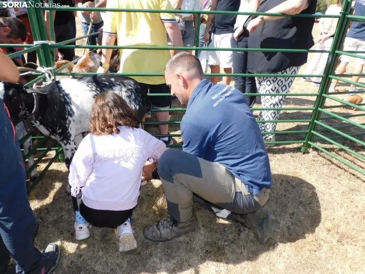 Feria Ganadera de Vinuesa.