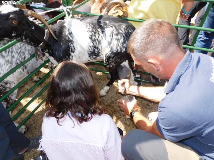 Feria Ganadera de Vinuesa.