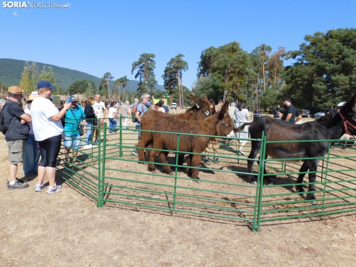 Feria Ganadera de Vinuesa.