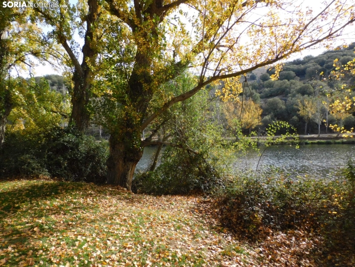 Fotos: Los colores oto&ntilde;ales invaden los m&aacute;rgenes del Duero y el Castillo