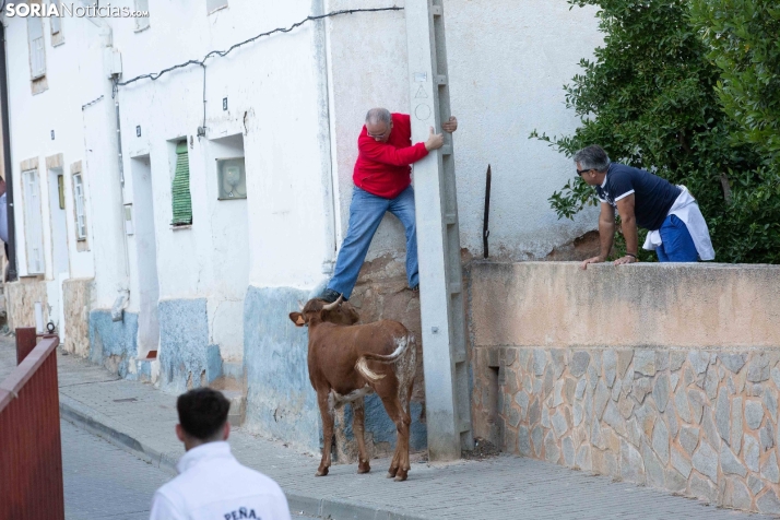 Encierro de Arcos 2025