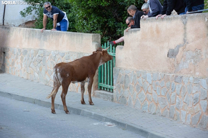 Encierro de Arcos 2025