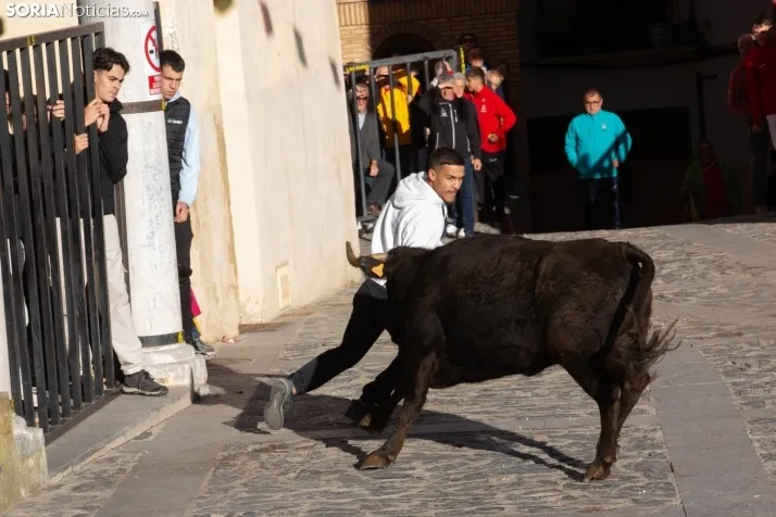 Encierro por San Miguel en Ágreda