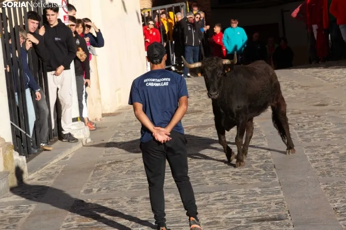 Encierro por San Miguel en Ágreda