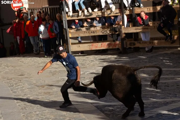 Encierro por San Miguel en Ágreda