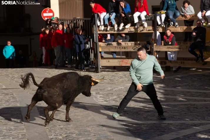 Encierro por San Miguel en Ágreda
