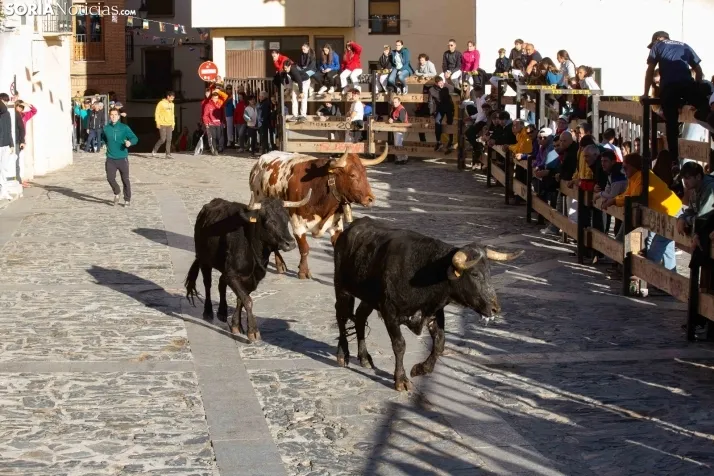 Encierro por San Miguel en Ágreda