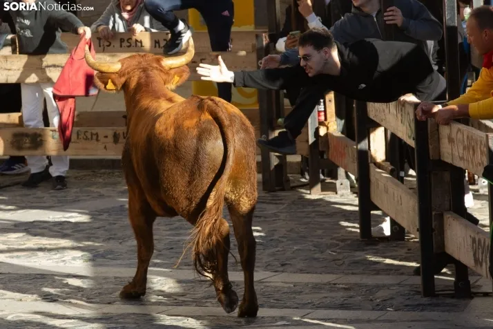 Encierro por San Miguel en Ágreda
