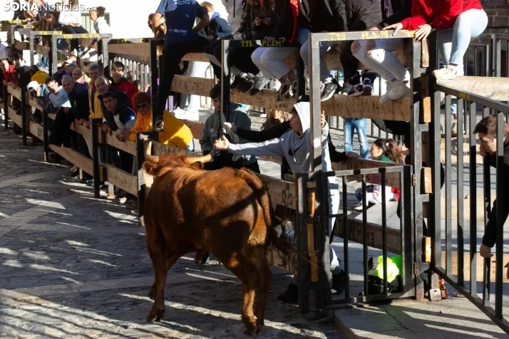 Encierro por San Miguel en Ágreda