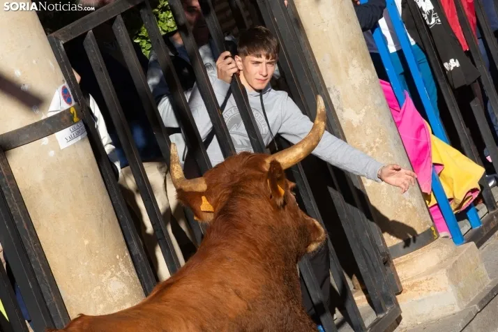 Encierro por San Miguel en Ágreda