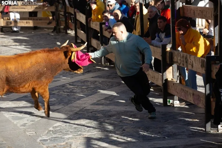 Encierro por San Miguel en Ágreda