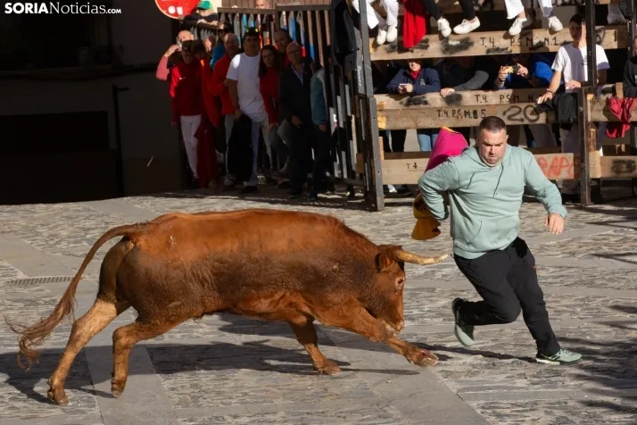 Encierro por San Miguel en Ágreda