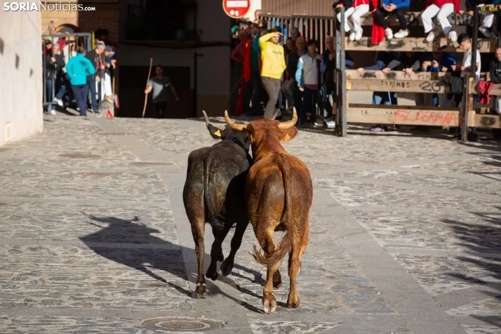 Encierro por San Miguel en Ágreda