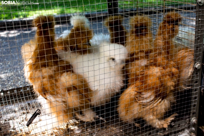 GALER&Iacute;A | Cientos de colores, olores y sabores en la Feria de Muestras de Almaz&aacute;n