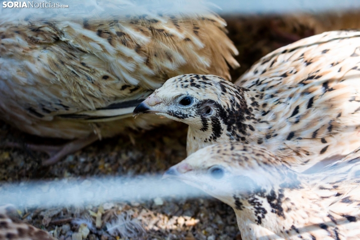 GALER&Iacute;A | Cientos de colores, olores y sabores en la Feria de Muestras de Almaz&aacute;n