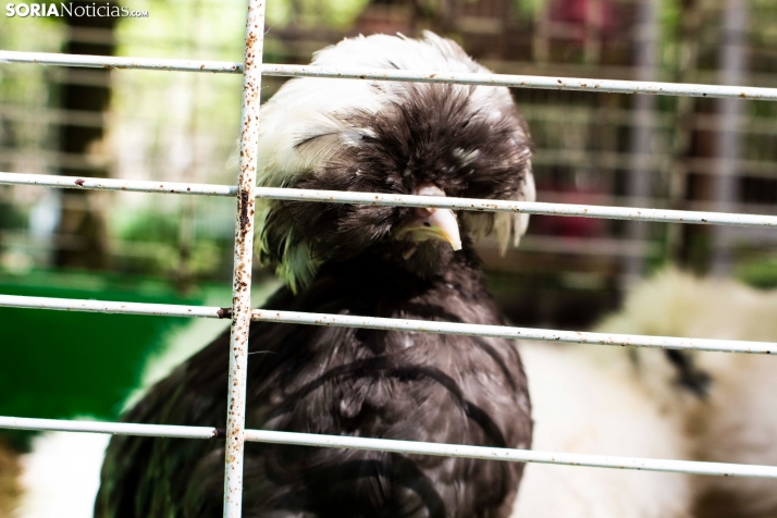 GALER&Iacute;A | Cientos de colores, olores y sabores en la Feria de Muestras de Almaz&aacute;n
