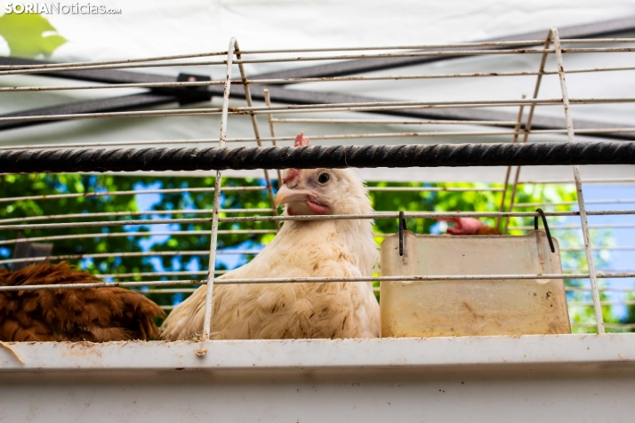 GALER&Iacute;A | Cientos de colores, olores y sabores en la Feria de Muestras de Almaz&aacute;n