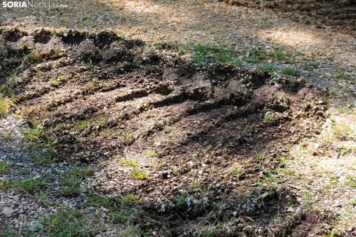 GALER&Iacute;A | Cientos de colores, olores y sabores en la Feria de Muestras de Almaz&aacute;n