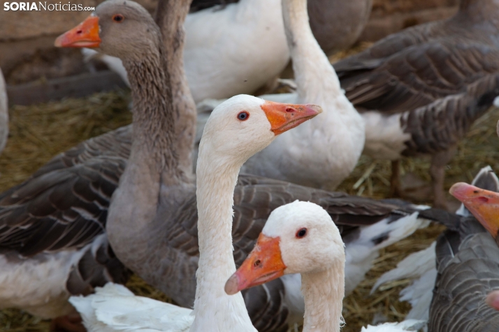 Feria medieval San Esteban 2025