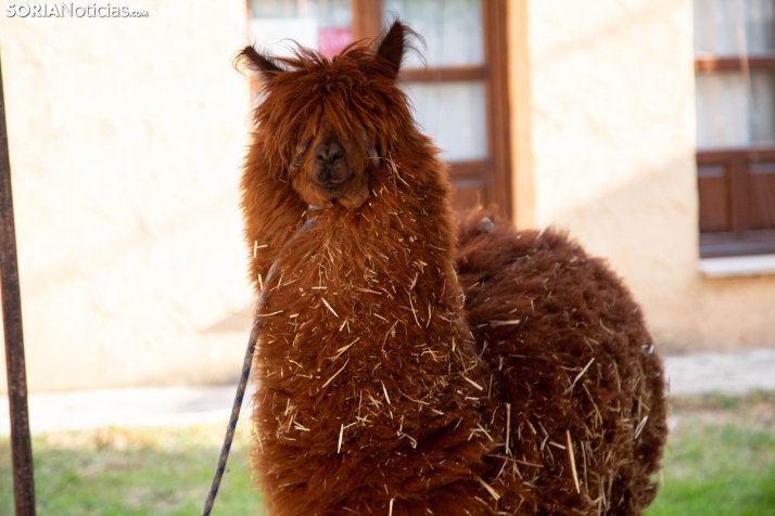 Feria medieval San Esteban 2025
