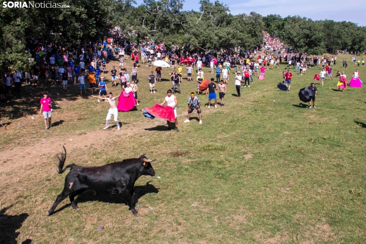 Suelta de la 'Compra' 2025./ Viksar Fotografía