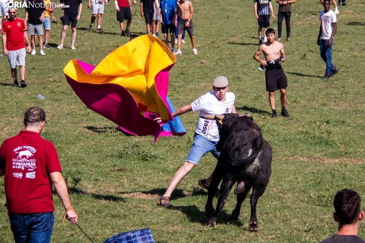 Suelta de la 'Compra' 2025./ Viksar Fotografía