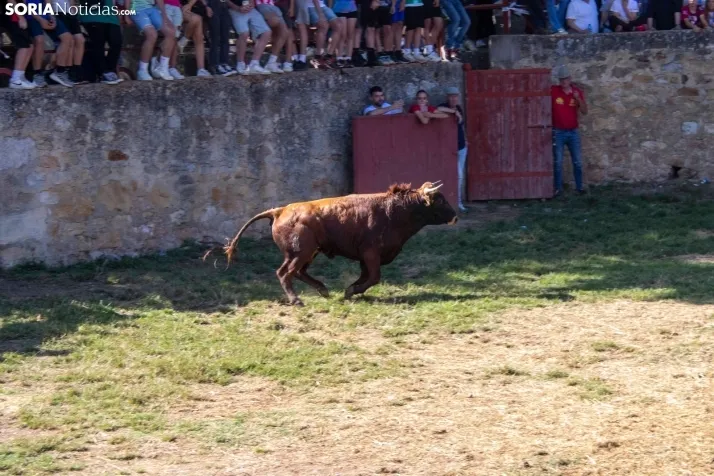 Suelta de la 'Compra' 2025./ Viksar Fotografía