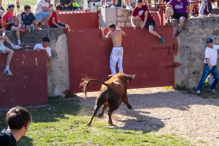 Suelta de la 'Compra' 2025./ Viksar Fotografía
