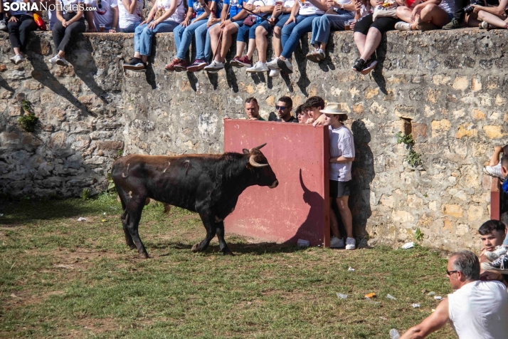 Suelta de la 'Compra' 2025./ Viksar Fotografía