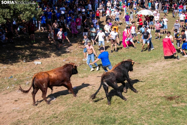 Suelta de la 'Compra' 2025./ Viksar Fotografía