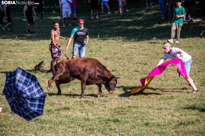 Suelta de la 'Compra' 2025./ Viksar Fotografía