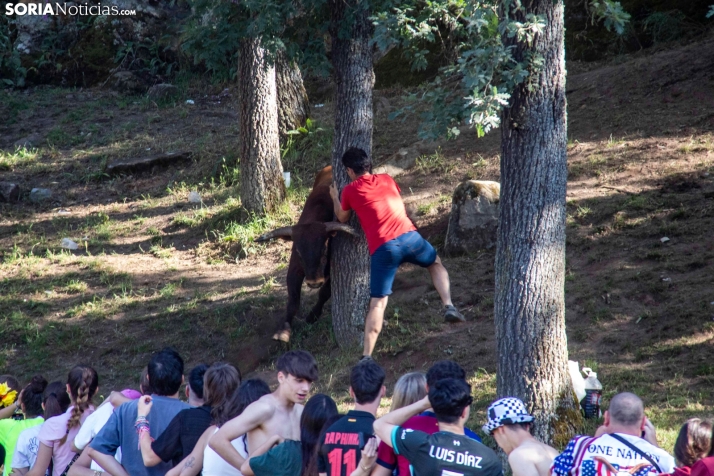 Suelta de la 'Compra' 2025./ Viksar Fotografía