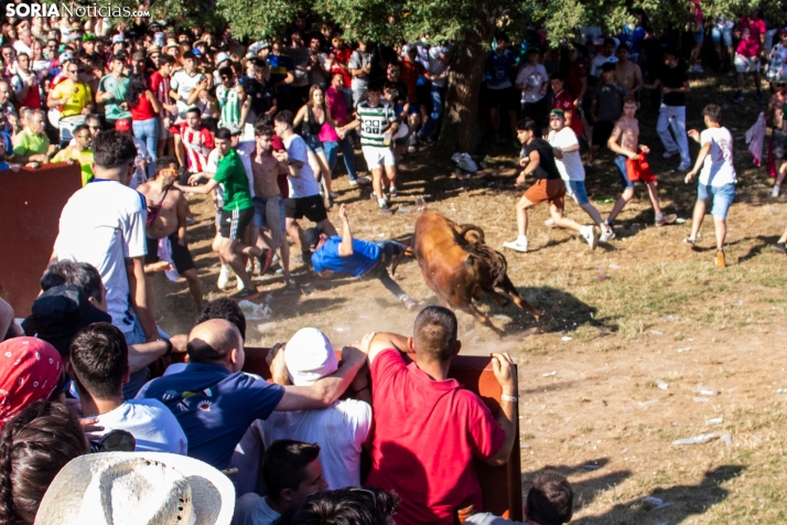 Suelta de la 'Compra' 2025./ Viksar Fotografía