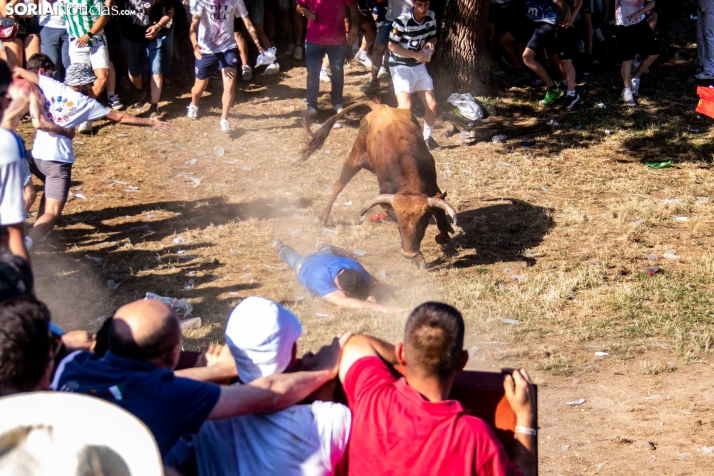 Suelta de la 'Compra' 2025./ Viksar Fotografía