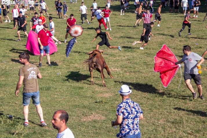 Suelta de la 'Compra' 2025./ Viksar Fotografía
