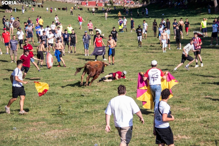 Suelta de la 'Compra' 2025./ Viksar Fotografía