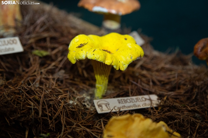 Jornadas Micológicas de San Leonardo