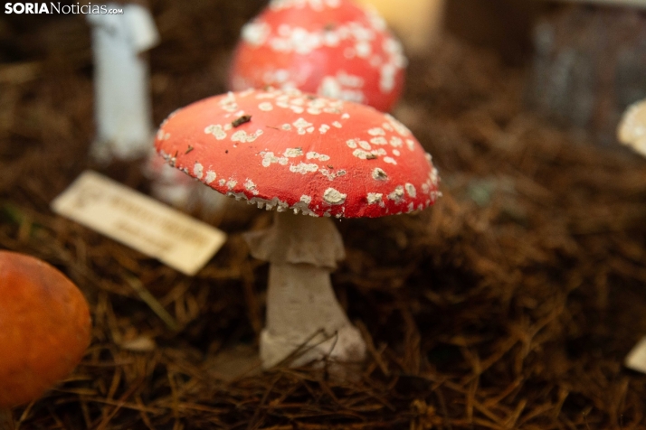 Jornadas Micológicas de San Leonardo